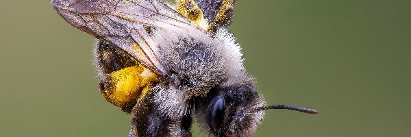 Pszczolinka napiaskowa, Makro, Zbliżenie, Pszczoła