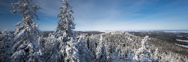 jezioro Pielinen, Karelia Północna, Wzgórza, Świerki, Park Narodowy Koli, Zima, Drzewa, Finlandia