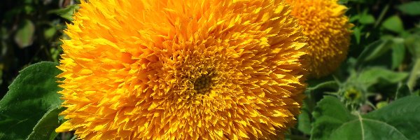 Słonecznik, Kwiat, Żółty