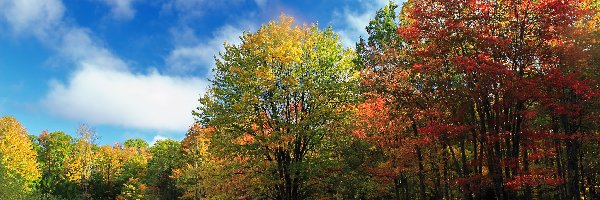 Kolorowe, Liściaste, Drzewa, Jesień