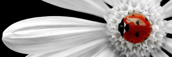 Kwiatek, Biały, Biedronka