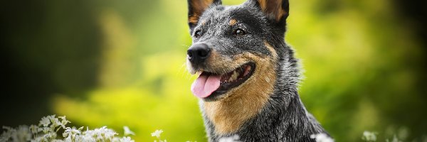 Pies, Łąka, Australian cattle dog, Gwiazdnica, Kwiaty