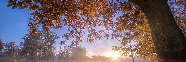 Promienie słońca, Jesień, Mgła, Drzewo