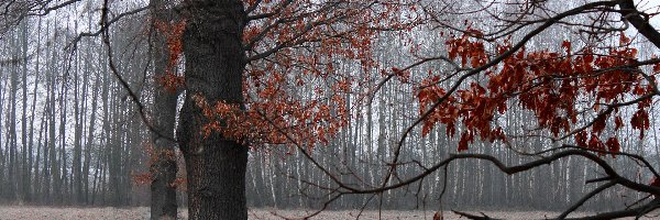 Pole, Zima, Jesień, Drzewa