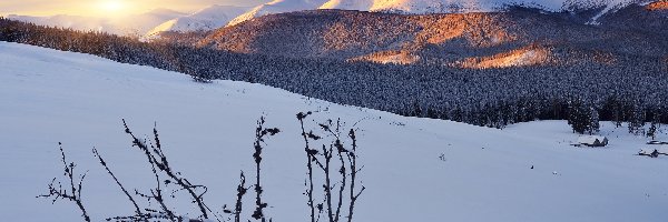 Ukraina, Las, Góry Karpaty, Wschód słońca, Zima
