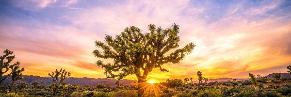 Wschód słońca, Park Narodowy Joshua Tree, Jukki krótkolistne, Stan Kalifornia, Stany Zjednoczone, Roślinność, Drzewo Jozuego