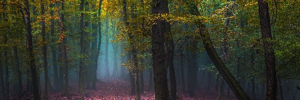 Jesień, Drzewa, Las, Mgła, Liście
