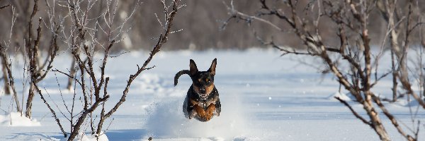 Pies, Krzewy, Śnieg, Zima