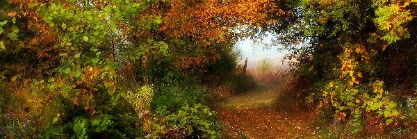 Las, Ścieżka, Droga, Jesień