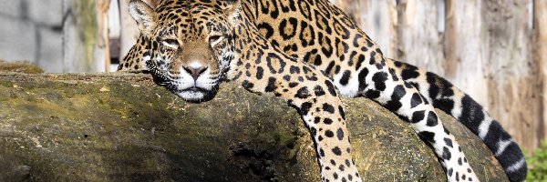 Skała, Jaguar, Zmęczony