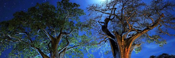 Noc, Drzewa