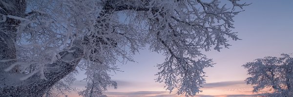 Gałęzie, Ośnieżone, Drzewa, Niebo, Śnieg, Zima
