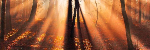Las, Liście, Promienie Słońca, Jesień