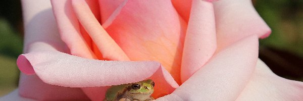 Żaba, Róża