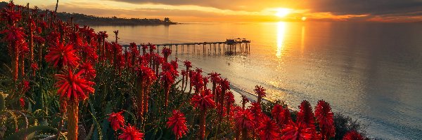 Molo, Ocean Spokojny, Zachód słońca, Aloes, San Diego, Stany Zjednoczone