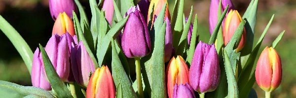 Tulipany, Czerwono-żółte, Fioletowe, Kwiaty