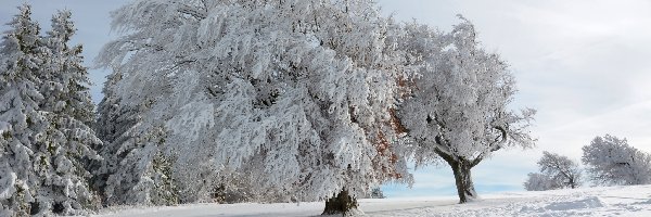 Zima, Drzewa, Ośnieżone, Ścieżka, Śnieg
