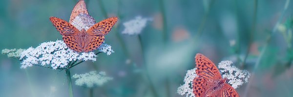 Perłowce malinowce, Motyle, Kwiaty
