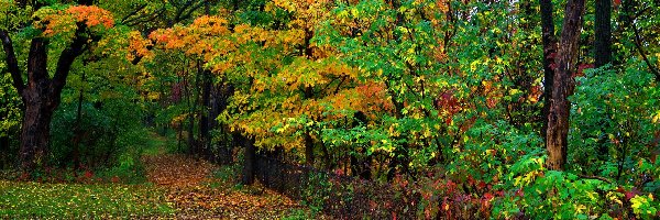 Las, Liście, Ścieżka, Jesień, Drzewa