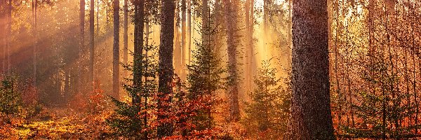Jesień, Drzewa, Las, Słoneczne, Przebijające światło