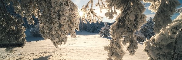 Zima, Drzewa, Ośnieżone, Promienie słońca, Gałęzie