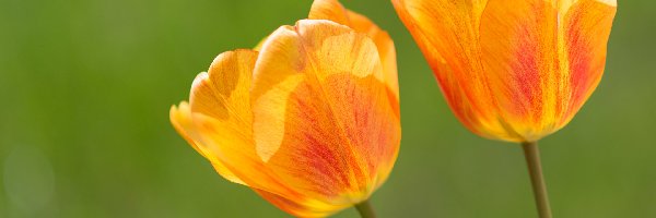 Dwa, Pomarańczowe, Tulipany, Kwiaty