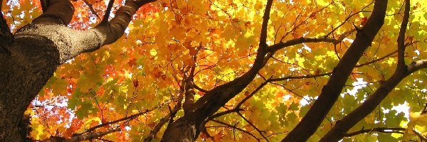 Jesień, Liście, Drzewa