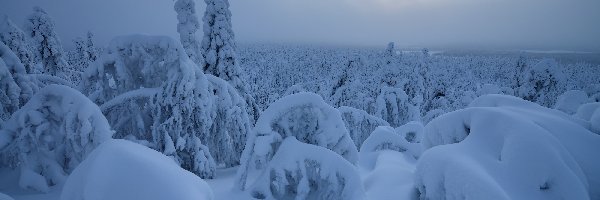 Laponia, Drzewa, Rezerwat Valtavaara, Finlandia, Ośnieżone, Zima