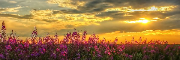 Kwiaty, Chmury, Zachód Słońca