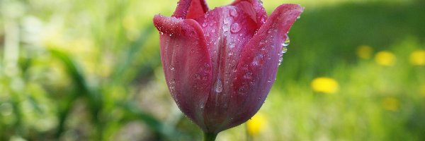 Tulipan, Wiosenny, Kwiat