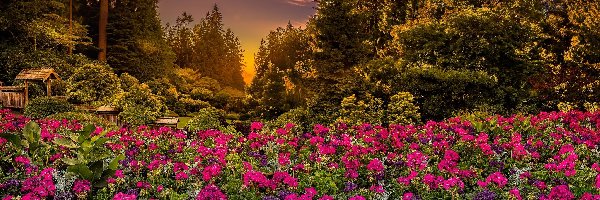 Butchart Gardens, Ogród, Brentwood Bay, Kolumbia Brytyjska, Kanada, Zachód słońca, Drzewa, Park, Kwiaty