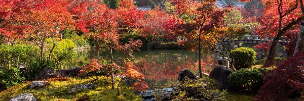 Kioto, Drzewa, Staw, Japonia, Kolorowe, Park