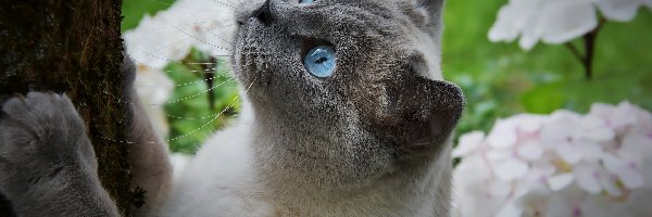 Niebieskie, Pień, Oczy, Kot