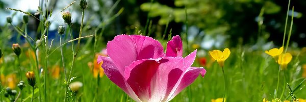 Łąka, Tulipan, Różowy