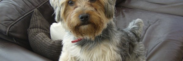 Kanapa, Czarna, Yorkshire Terrier