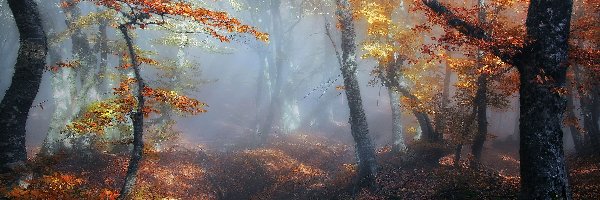 Jesień, Liście, Drzewa, Droga, Las, Świt, Mgła