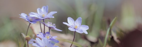 Przylaszczki, Kępka, Kwiaty, Niebieskie
