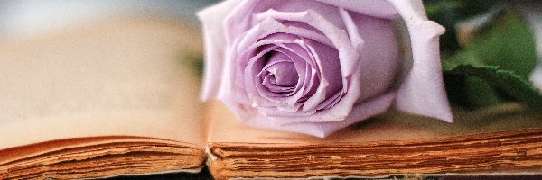 Książki, Róża, Fioletowa