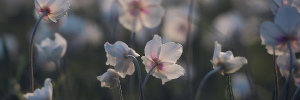 Zawilce wielkokwiatowe, Kwiaty, Białoróżowe