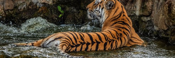Woda, Tygrys, Leżący