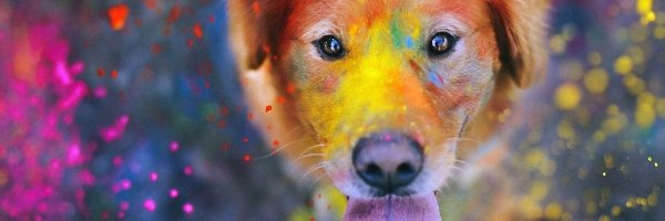 Farba, Kolorowe, Pies