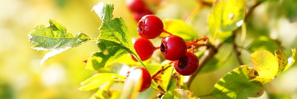 Gałązka, Czerwone, Liście, Głóg, Owoce