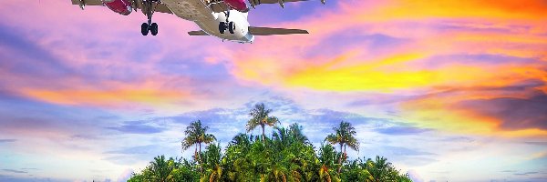 Różowy, Wyspa, Samolot, Ocean, Palmy