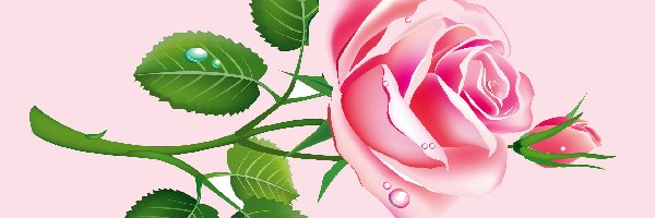 Róża, Różowa, Grafika 2D