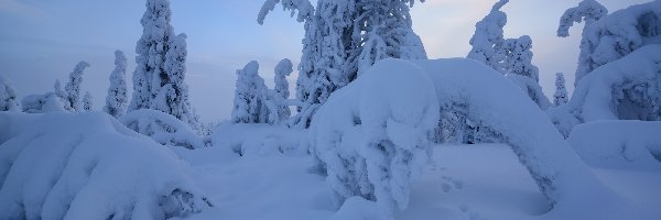 Laponia, Drzewa, Rezerwat Valtavaara, Finlandia, Śnieg, Zima