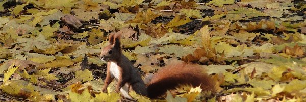Jesień, Liście, Wiewiórka