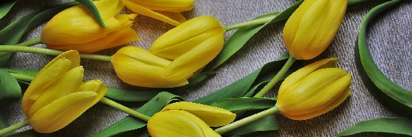 Tulipany, Tkanina, Szara, Żółte