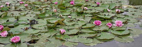 Lilie wodne, Kwiaty