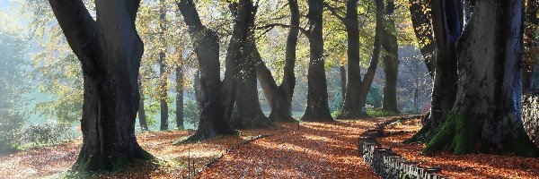 Park, Drzewa, Droga, Jesień, Liście