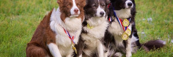 Psy, Łąka, Border collie, Medale, Trawa